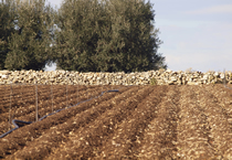 AgriLarosa - Prodotti ortofrutticoli