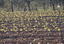 AgriLarosa - Prodotti ortofrutticoli