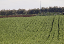 AgriLarosa - Prodotti ortofrutticoli